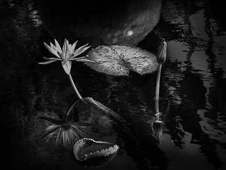 Chilhuly's Pond Chilhuly's Pond