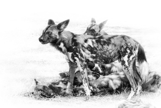 Painted Dogs Painted Dogs