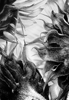 Anthropomorphic Anthropomorphic