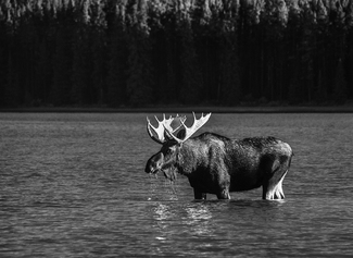 Moose Maligne Lake 2658 Moose Maligne Lake 2658