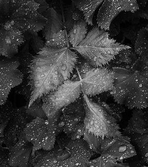 Bellevue Botanical Garden Leaves 6395 Bellevue Botanical Garden Leaves 6395