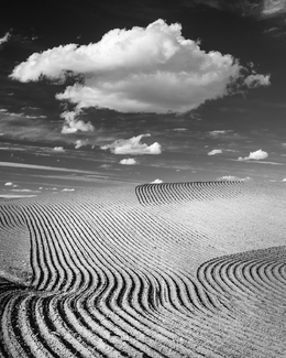Palouse Field 2918 Palouse Field 2918