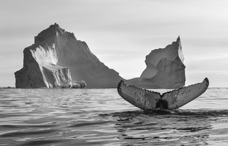 Iceberg & Whale Greenland 7683 Iceberg & Whale Greenland 7683
