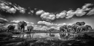 Elephant watering hole