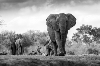Elephants on the move Elephants on the move