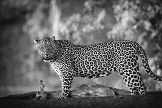 Leopard and prey, Botswana