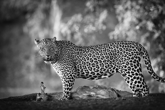 Leopard and prey, Botswana