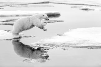 White Bears Can Jump White Bears Can Jump
