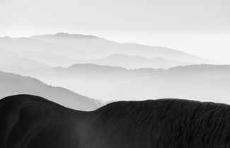 Horses Horses