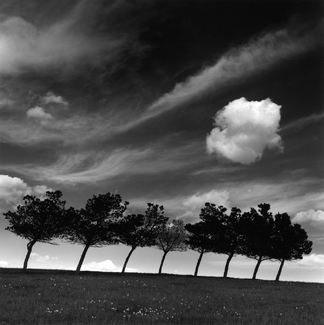 Treeline and cloud Treeline and cloud