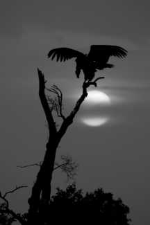 Vulture's Moon