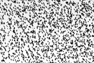 Murmuration Murmuration