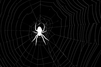The Black and White Spider Image