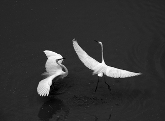 Romance in the Lake Romance in the Lake