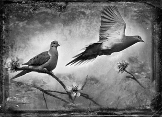 Mourning Doves Mourning Doves