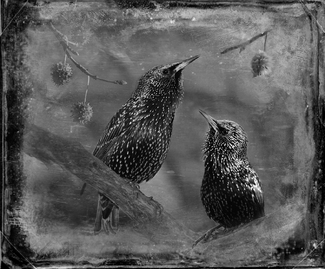 Starlings Starlings