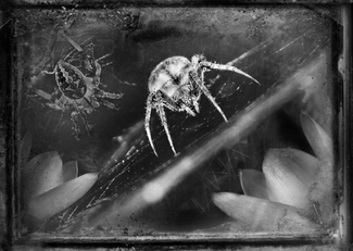 Furrow Spiders Furrow Spiders