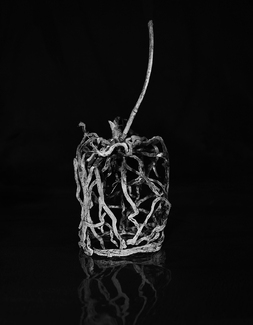 Orchid: California Drought 2015 Orchid: California Drought 2015