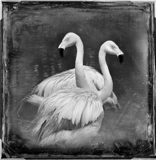 Chilean Flamingos Chilean Flamingos