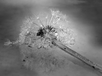 Thistle in the Rain