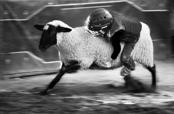 Wool Rider 2 