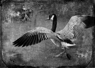 Canadian Goose Canadian Goose