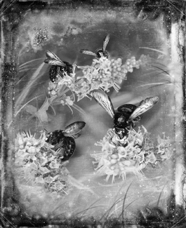 Carpenter Bees Carpenter Bees