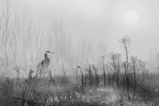 Heron in the Mist Heron in the Mist