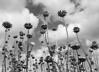 Thistle Grove Thistle Grove