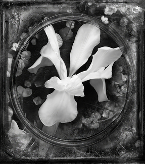 Zoleta's White Iris Zoleta's White Iris