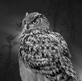 Great Horned Owl Great Horned Owl