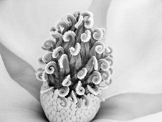 Magnolia Stamen Magnolia Stamen