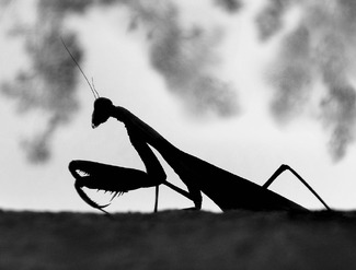 Praying Mantis Praying Mantis