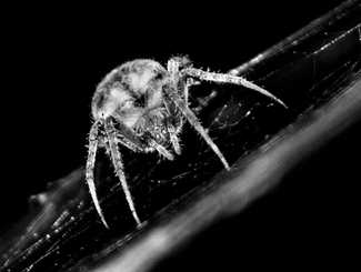 Arachnid at Night Arachnid at Night