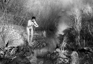 Peacock Piper Peacock Piper