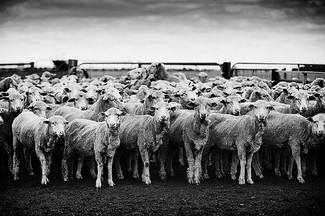 Flock of the Year Flock of the Year