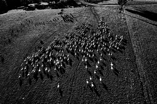 Victorian Sheep Farmers 03 Victorian Sheep Farmers 03
