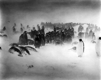 Emperor Penguins #2 Emperor Penguins #2