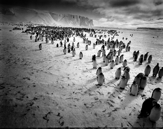 Emperor Penguins #3 Emperor Penguins #3