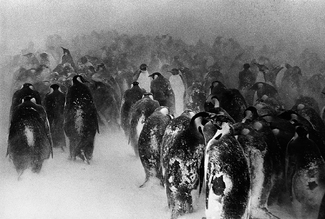 Emperor Penguins #4 Emperor Penguins #4