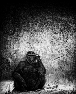 ape alone