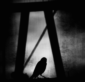 bird in silhouette