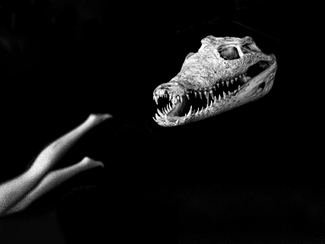 Crocodream Crocodream