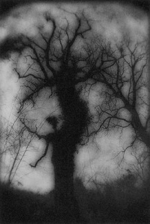 The Roots of the Sky XXXIII The Roots of the Sky XXXIII