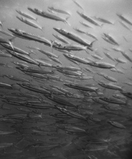 Barracudas Barracudas