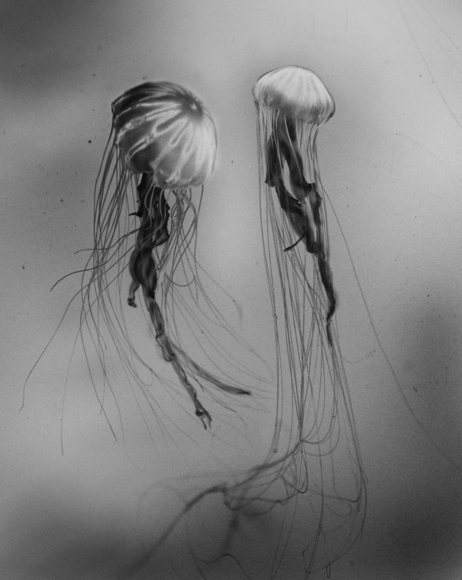 Jellyfish dancing