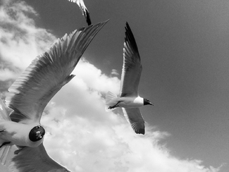 Seagulls Seagulls