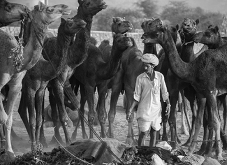 Camel Herder Camel Herder