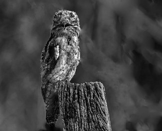 Owl (1) Owl (1)