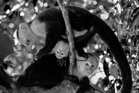 Capuchin monkey family